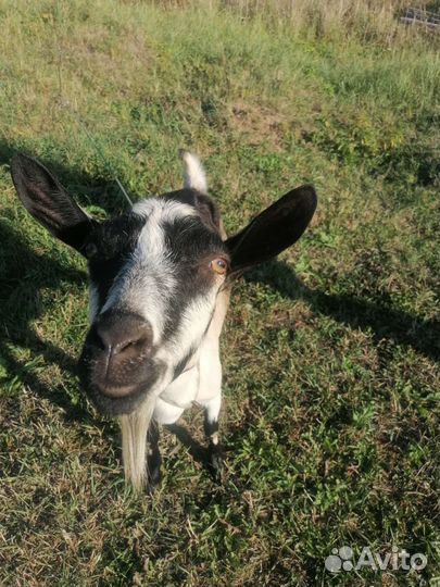 Козел альпийской, две козы
