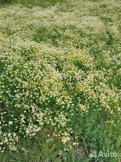 Ромашка лекарственная