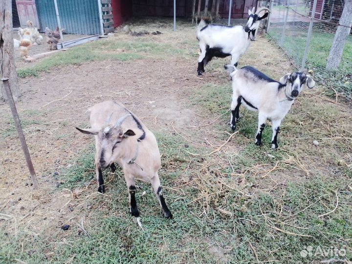 Альпийские козы