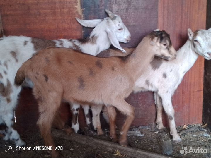 Козлята мальчишки Англо нубийцы