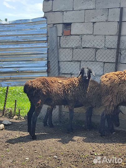 Овцы Эдельбай Гиссар