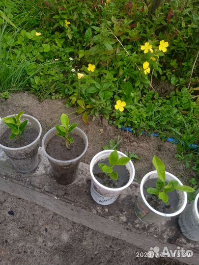 Рассада лимон, мандарин