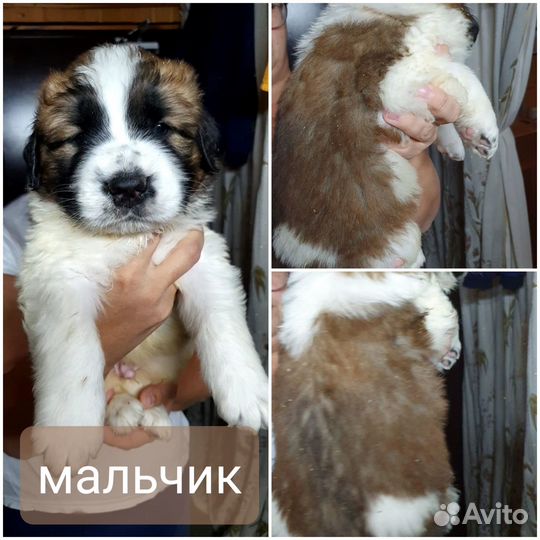 Продажа щенков московской сторожевой породы