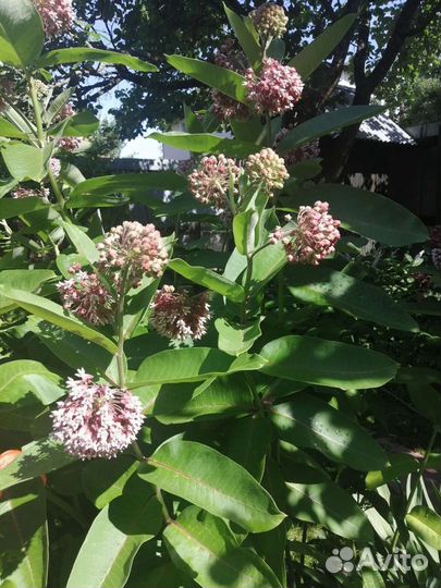 Ваточник сирийский (Асклепиас)