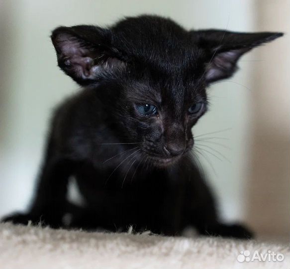 Ориентальная мальчик