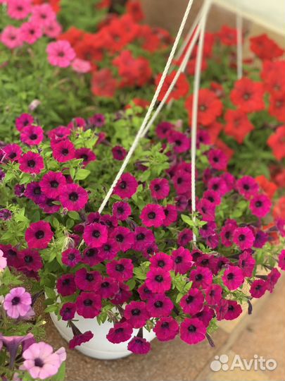 Петунья и сурфиния