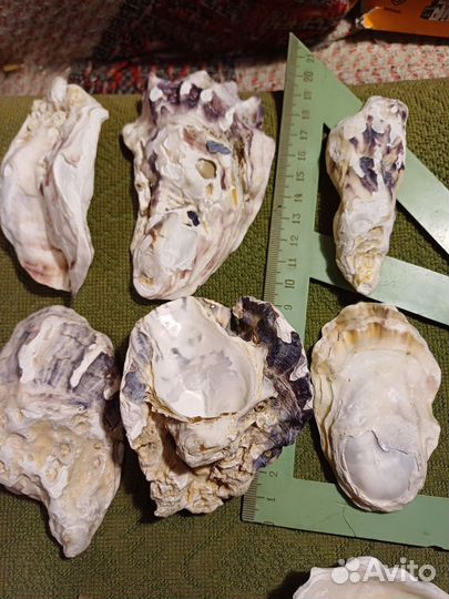 Раковины Северного моря