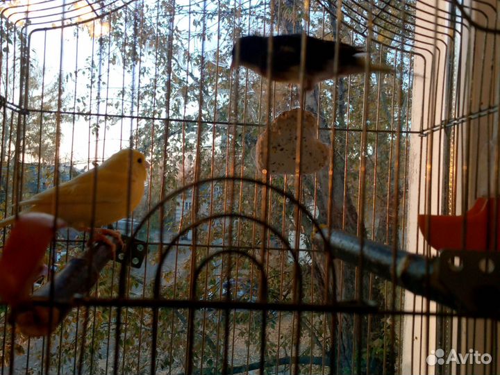 Кинара и канарейки