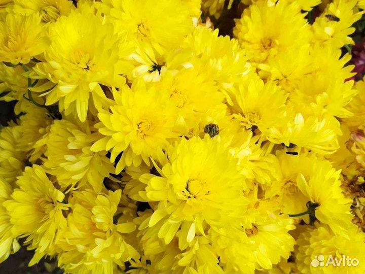 Хризантема корейскся