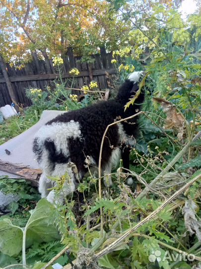 Продам барана