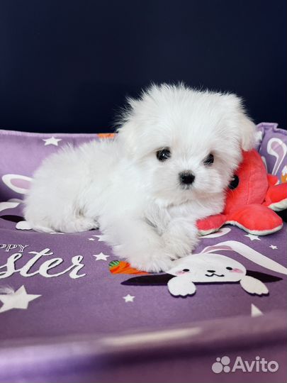 Мальтезе мини