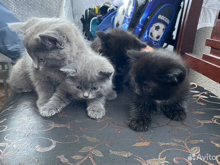 Кошки в добрые руки