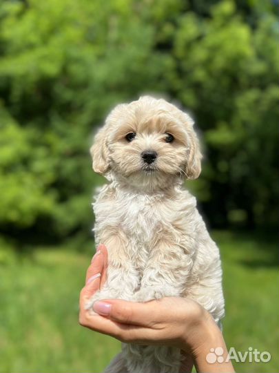 Щенки мальтипу