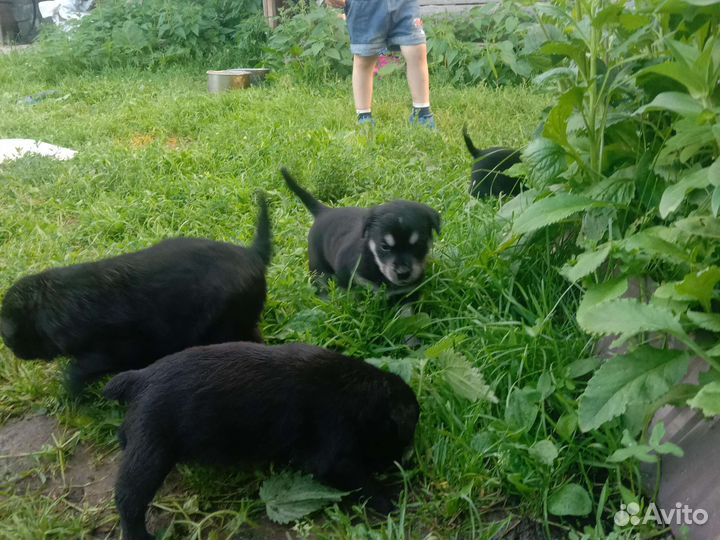 Отдам Собаку в добрые руки отдам бесплатно