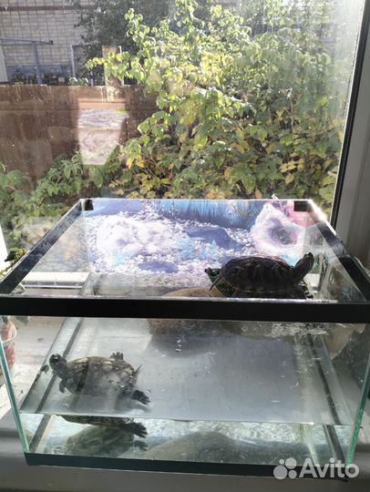 Красноухая черепаха с аквариумом