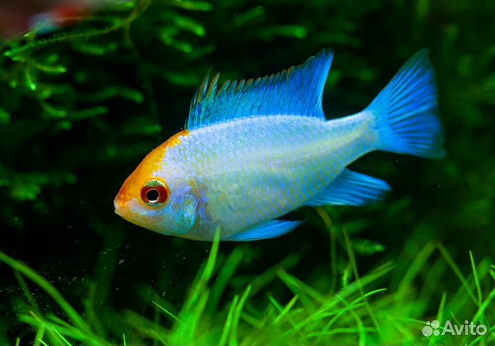 Продам Аквариумных Рыбок. Свое разведение