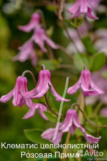 Парадизея, княжик, клематис, многолетники, семена