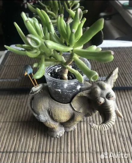 Сингониум,диффенбахия,плющ,хойя