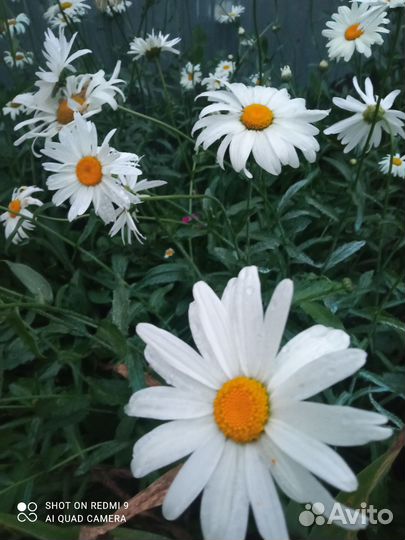 Растения для дома и сада