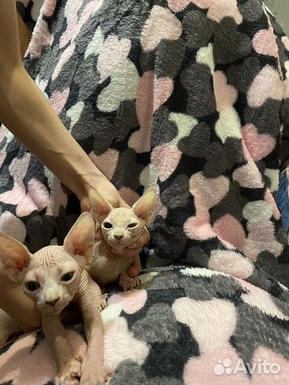 Канадский сфинкс котенок