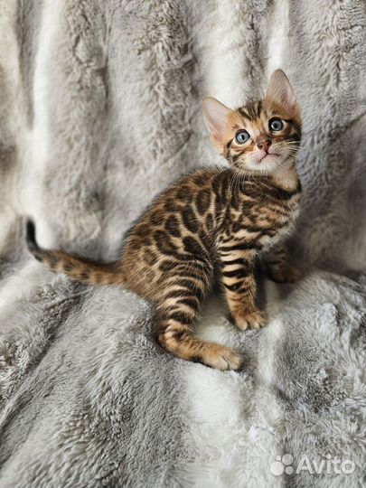 Бенгальский мальчик