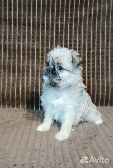 Термопсики. Дети любви