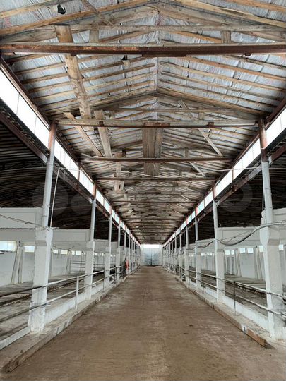 Фермы для содержания крс, 3 х 2000 м²