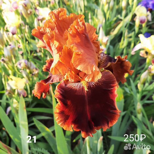 Ирисы бородатые сортовые на 24 год