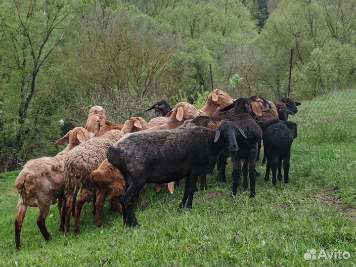 Курдючные бараны овцы гиссарские