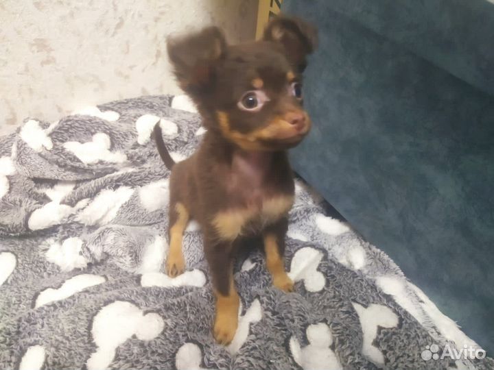 Мини той-терьер щенки