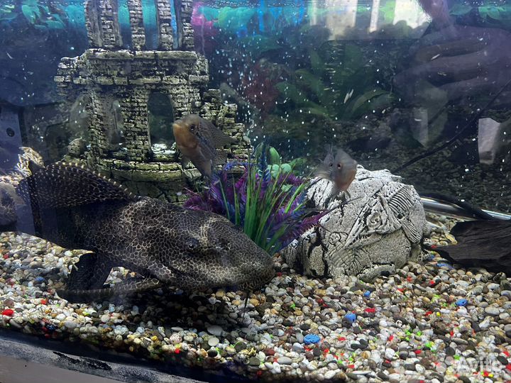 Аквариумные рыбы