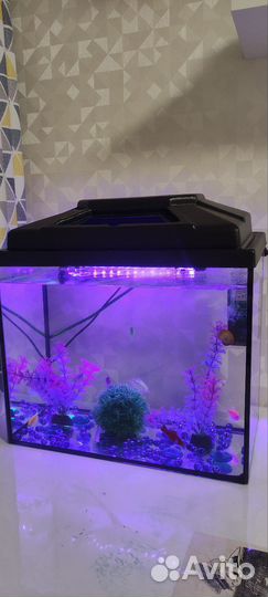 Аквариум с рыбками