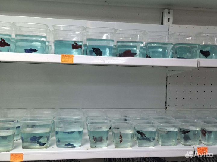 Рыбка- петушок