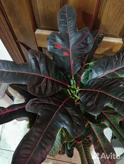 Кротон кодиеум