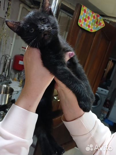 Кошки в добрые руки бесплатно