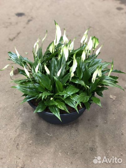 Спатифиллум Шопен