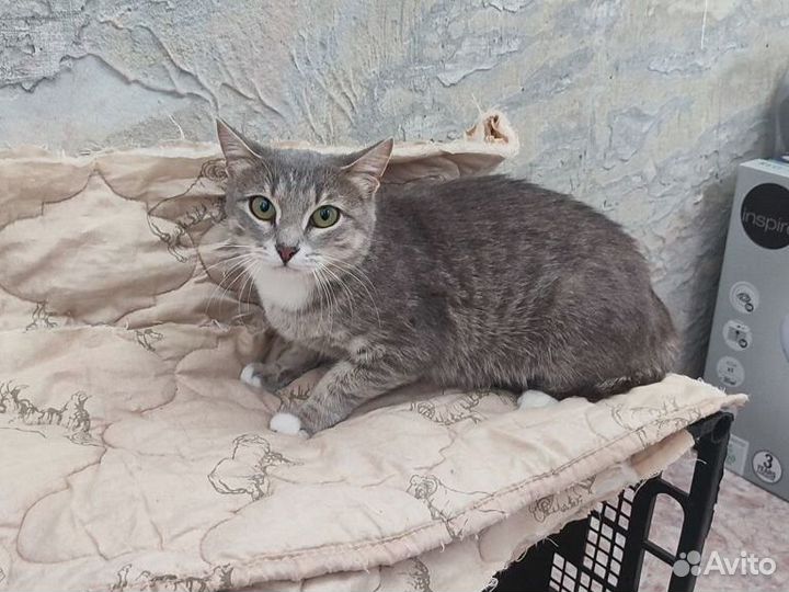Кошка в частный дом