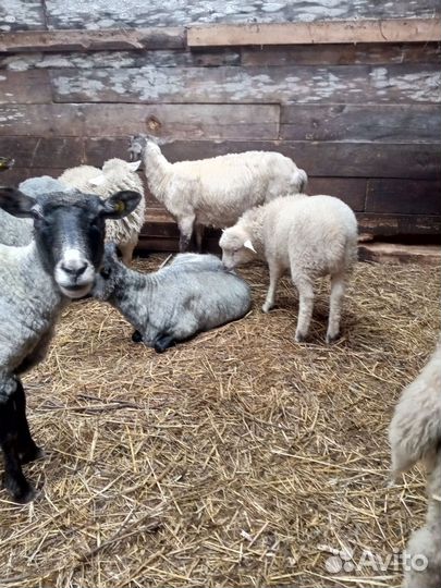 Овцы 2023г. 300 ягнята 2-4мес. договорная