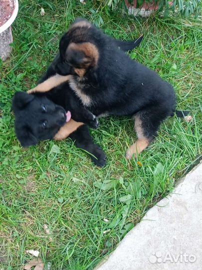 Щенки немецкой овчарки