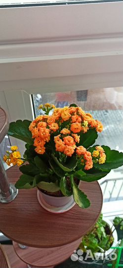 Каланхоэ каландива