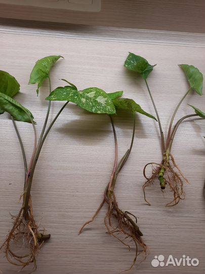 Сингониум panda