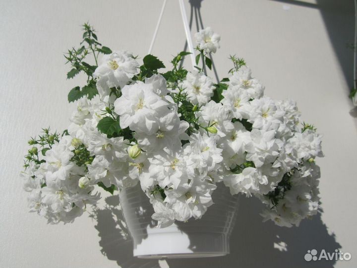 Кампанулы