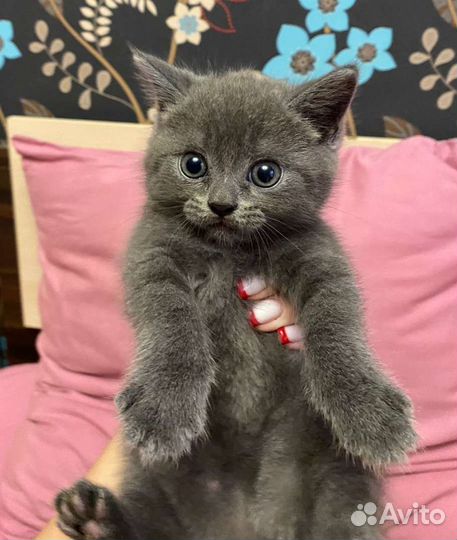 Котята