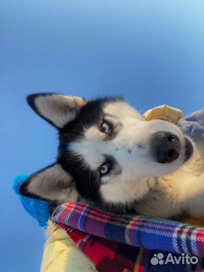 Ищем суку для вязки