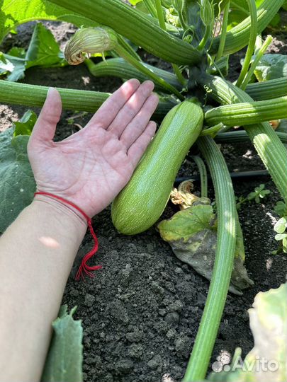 Кабачок на переработку