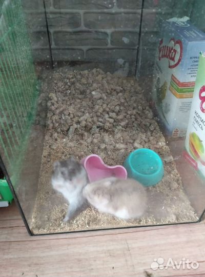 Джунгарский хомяк