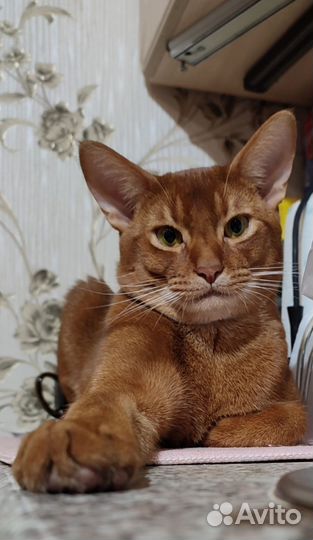 Абиссинская