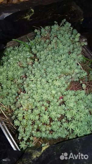 Очиток (почвопокрывное растение)