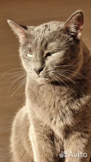 Котики бесплатно в добрые руки