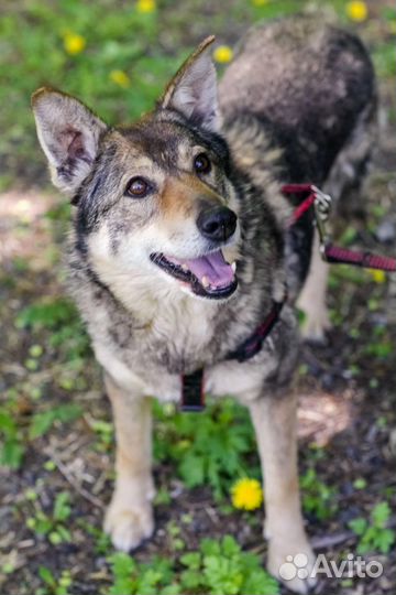 Бывшедомашняя девочка в поиске семьи